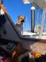 Austral 24