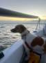 Austral 24