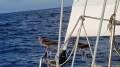 Maxi Yachts 120 Ketch