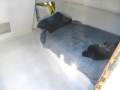 Kevlacat 3500 Commercial Hardtop