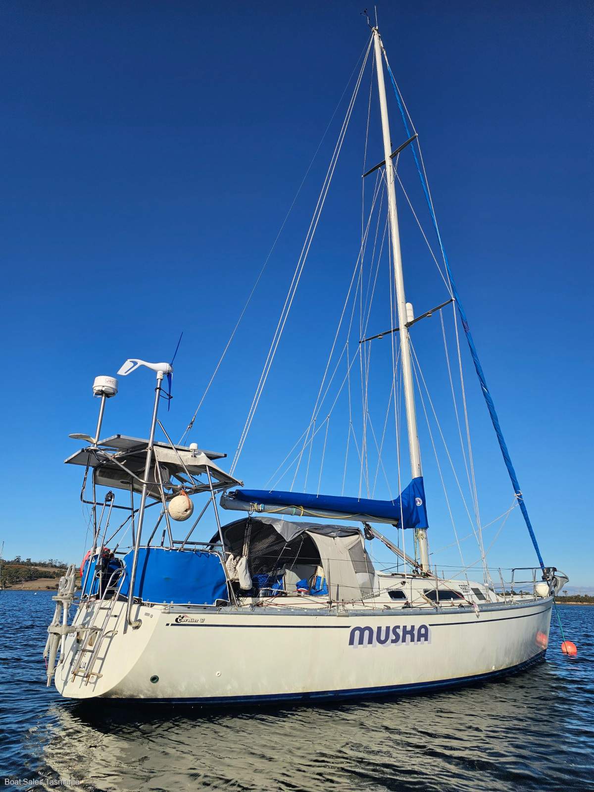 Cavalier 37 Muska