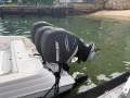Wellcraft Scarab 35 Offshore Sport