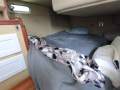 Bayliner 34 Flybridge