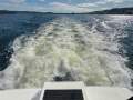 Cougar Cat 53
