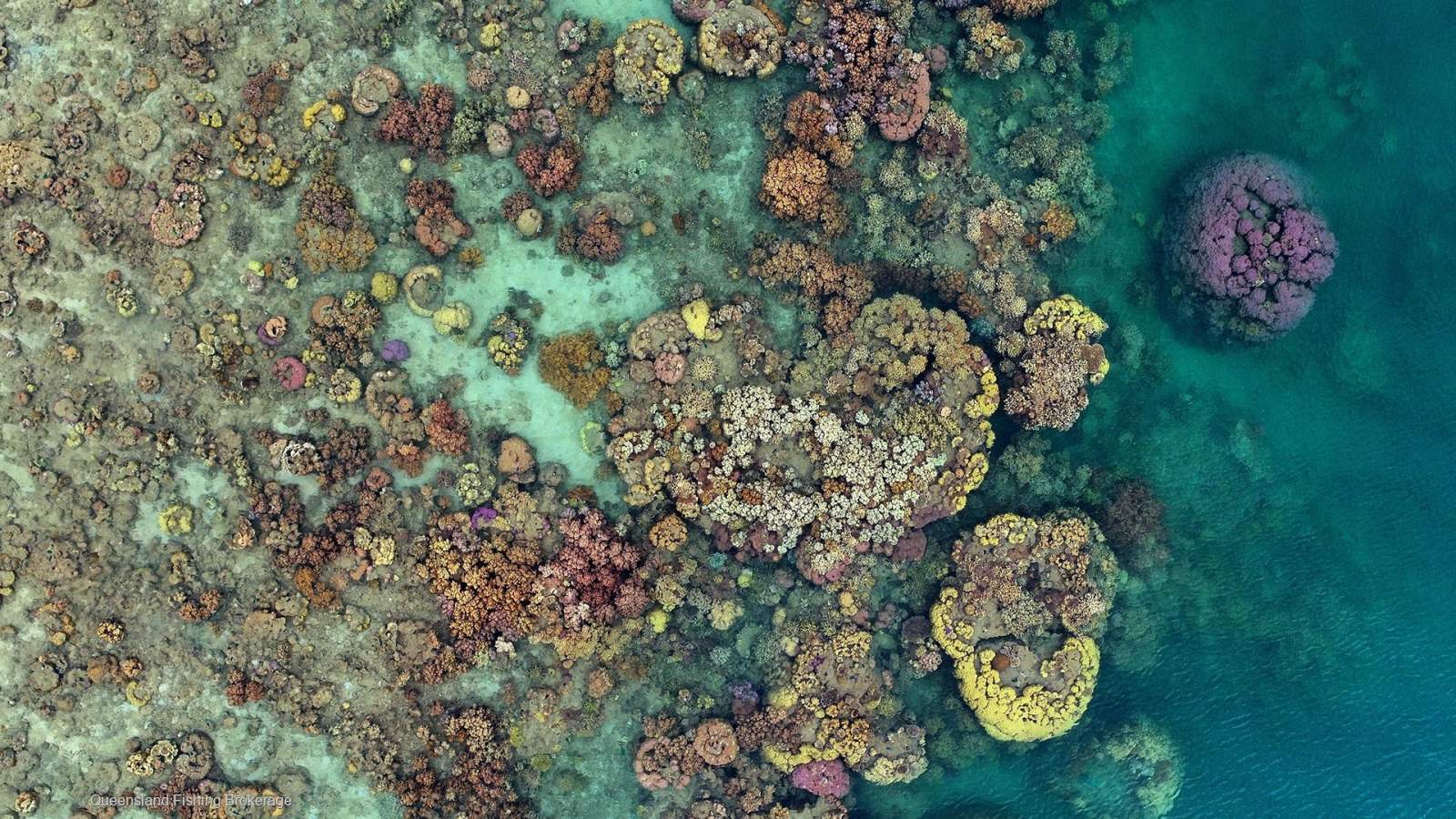 LS756 Starter Coral Package