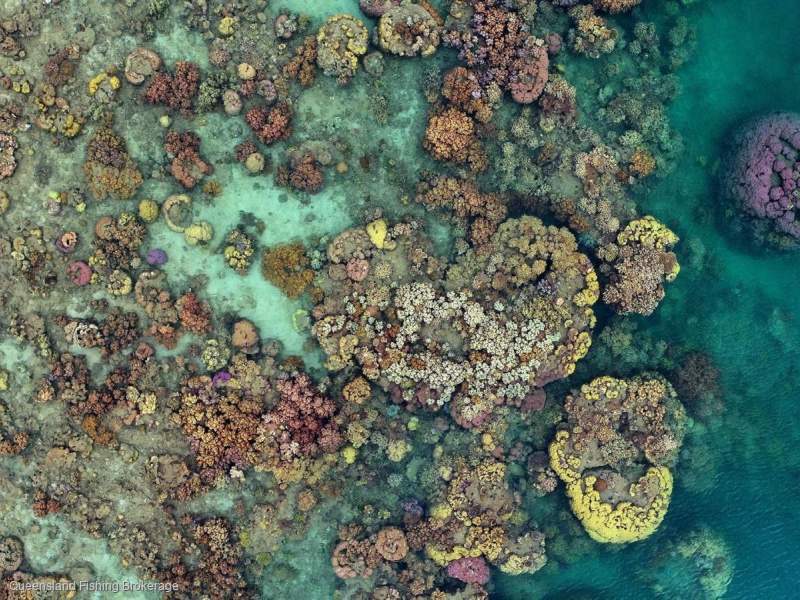 LS756 Starter Coral Package