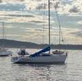 Andrew Cape 31