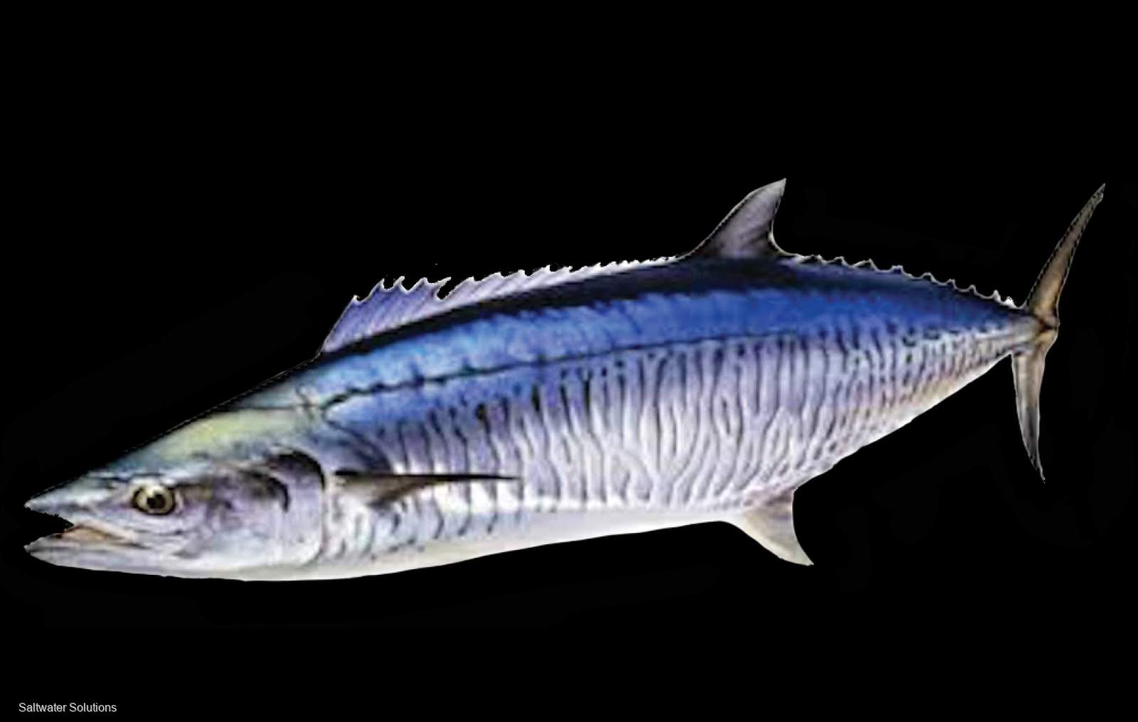 Northern Terrirory Spanish Mackerel Licence for sale