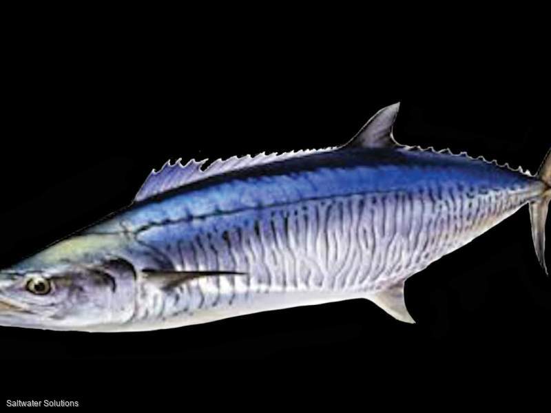 Northern Terrirory Spanish Mackerel Licence for sale