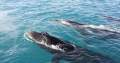 Award-Winning Broome Eco-Tourism Business for Sale