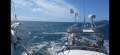 Whiting 40