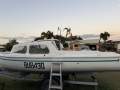 Griffin 17