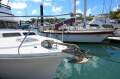 Fairway 36 Flybridge Cruiser