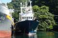 55m Purse Seiner Fish Carrier