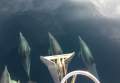 Dufour Grand Large 385:Dolphins on the bow