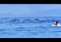 Dufour Grand Large 385:Chasing whales