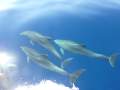 Bavaria 38 Cruiser ( owners version - 2 Cabin):Dolphins