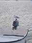 Markline 900 Flybridge