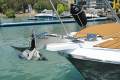 Riviera 27 Flybridge