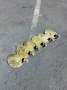 Folding Propeller - Flexofold