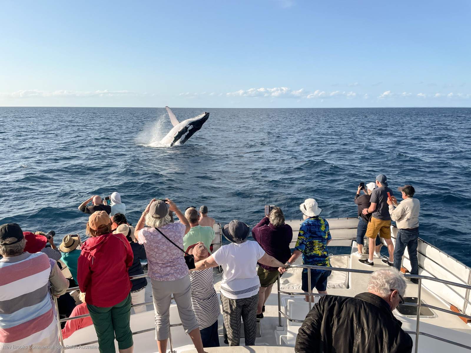 Eco Tours and Whale Watching Business