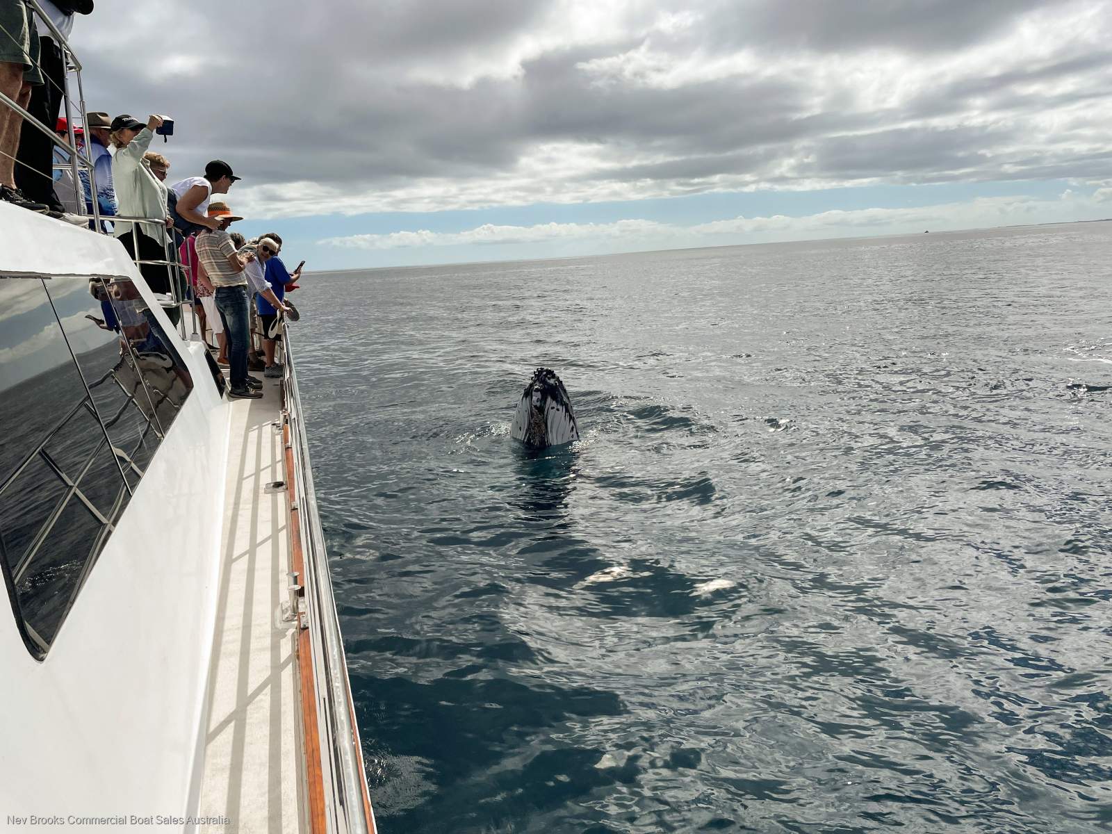 Eco Tours and Whale Watching Business