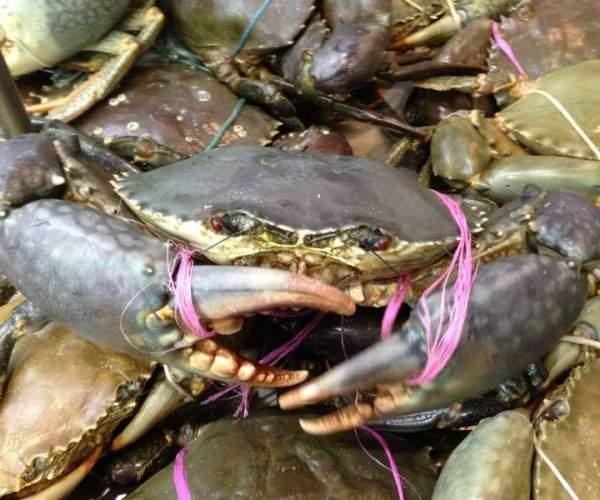 Kimberley Region Crab MFL + 2 x FBL
