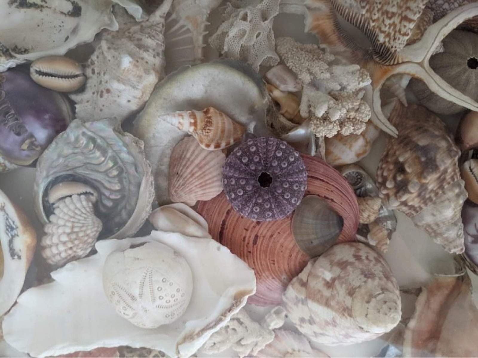 Specimen Shell Licence