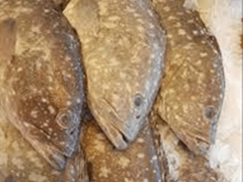 Class A, SCLT Managed Fishing Licence