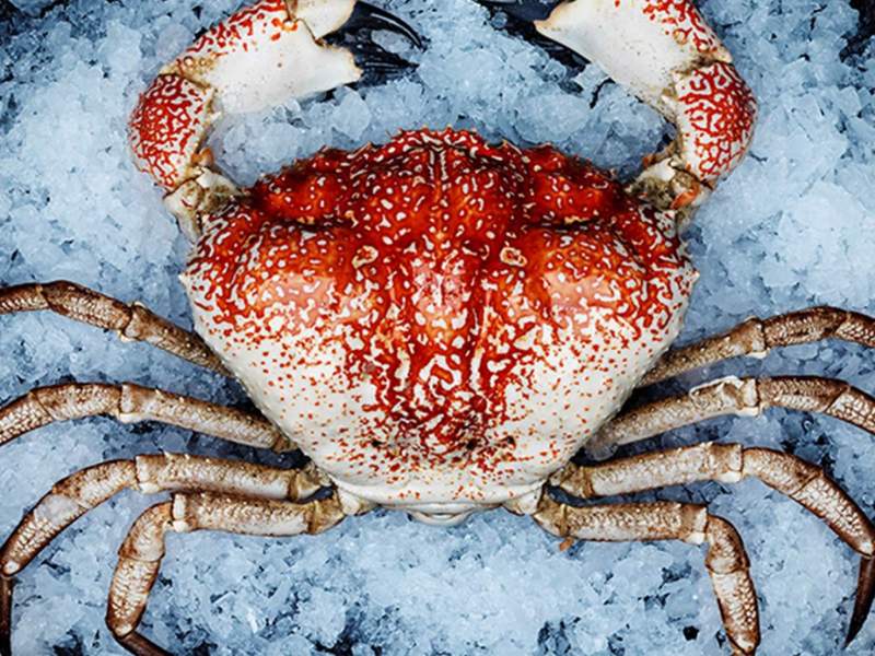 SCCL Zone 4 Units