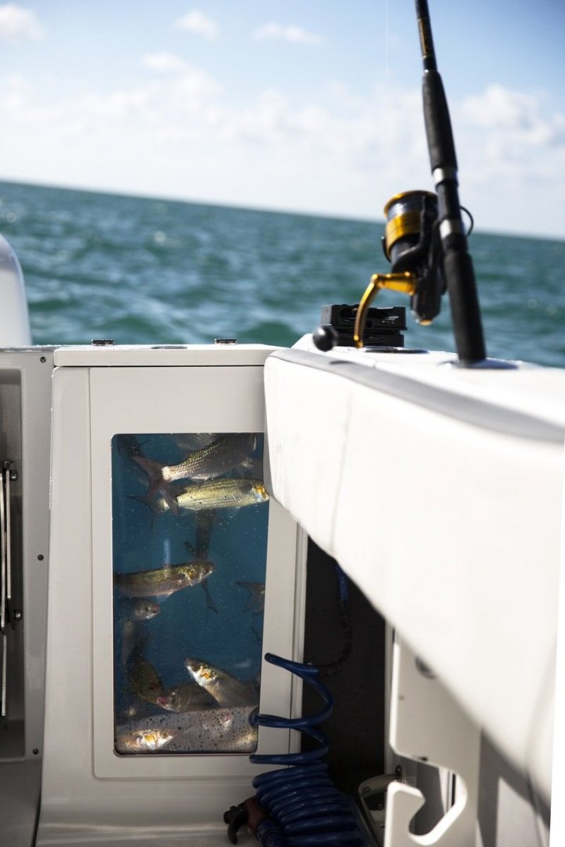 Blackfin 272CC