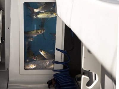 Blackfin 272CC
