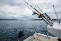 Arvor 805 Sportsfish
